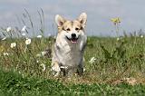 CORGI PEMBROKE 399